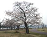狭山公園1